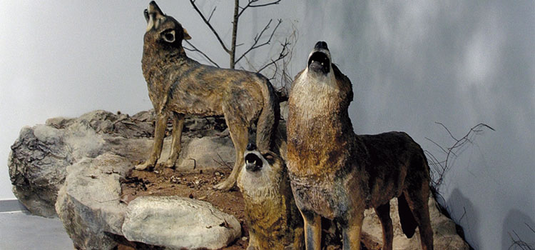 Ir a Imagen La Casa del Lobo