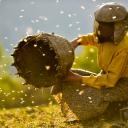 Imagen Cine. Honeyland