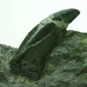 Imagen Microvisitas al Jurásico Asturiano