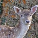 Imagen Prehistovisitas a los cercados de animales del Parque