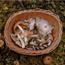 Imagen Aprende a cultivar setas con Artesanamente