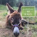 Imagen ¡Celebra el Día Mundial del Burro!