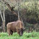 Imagen Paseo guiado por los cercados