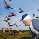 Imagen Paloma al aire. Ricardo Cases