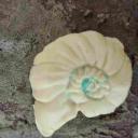 Imagen Convierte tu fósil en un imán