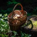 Imagen Reconocimiento de setas con Artesanamente