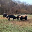 Imagen Visita exterior a los cercados del Parque