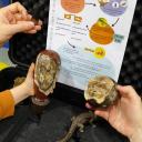 Image Busca en el Museo: el origen de la vida y los dinosaurios