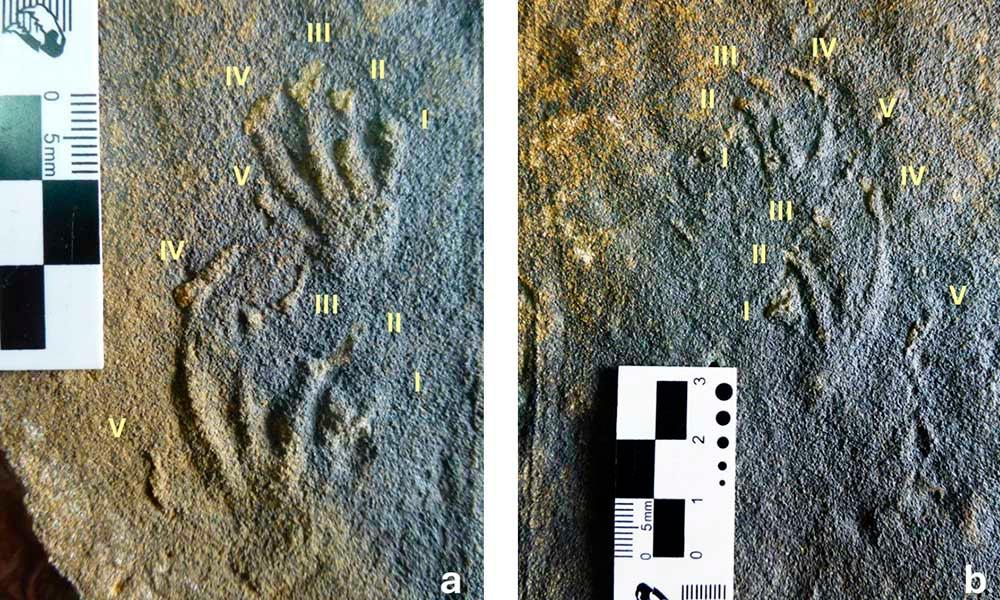 Aller à Image El equipo científico del MUJA y la Universidad de Geociencias de China documentan en Asturias los primeros rastros de lagartos jurásico de Europa