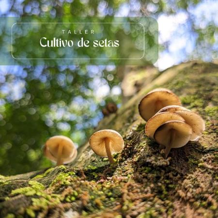 Taller de cultivo de setas