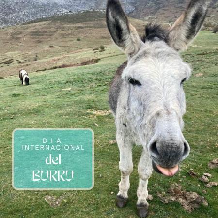 ¡Celebra el Día Mundial del Burro!