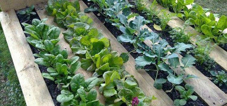 Go to Image Bonos para talleres del programa Vamos!