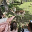 Imagen Prehistovisita a los cercados de animales del Parque